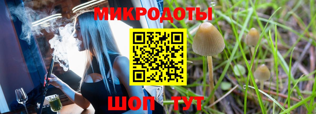 Псилоцибиновые грибы Psilocybine cubensis Азнакаево